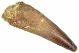 Fossil Spinosaurus Tooth - Real Dinosaur Tooth #373897-1